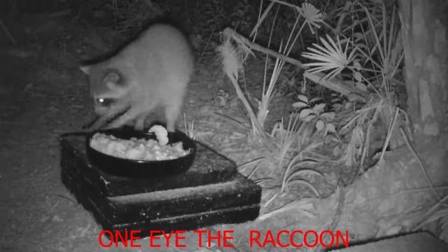One Eye the Raccoon 08222019 with music Snack Time by The Green Orbs