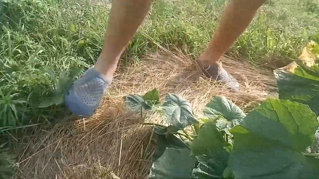 Огурцы весом в полкило!  Выращиваем на шатровой опоре