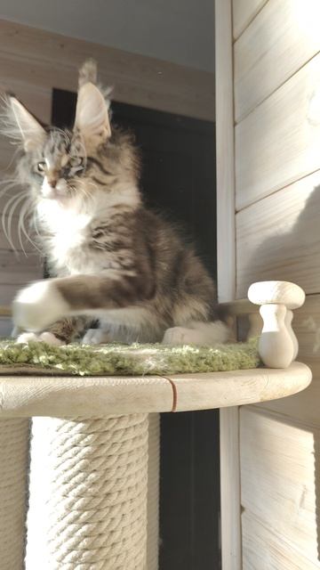 VID20250320174218.mp4