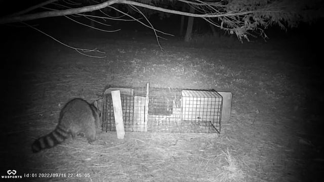 2022 09 17 Trail cams 1 and 2