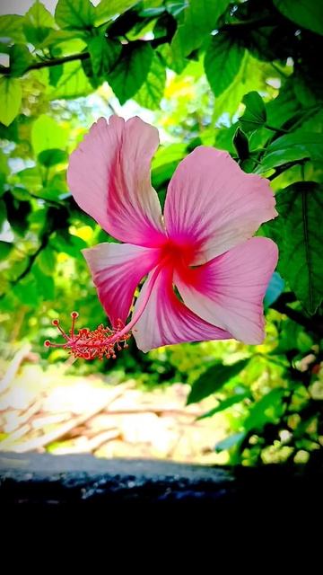 🌿 Beautiful Flowers Nature Beauty 113😍#naturelovers #lovefornature #photography #shorts