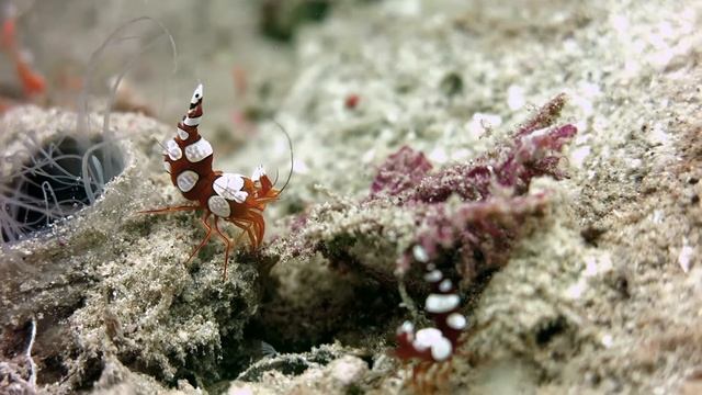 Rock n Roll Shrimp - featuring Squat Shrimp