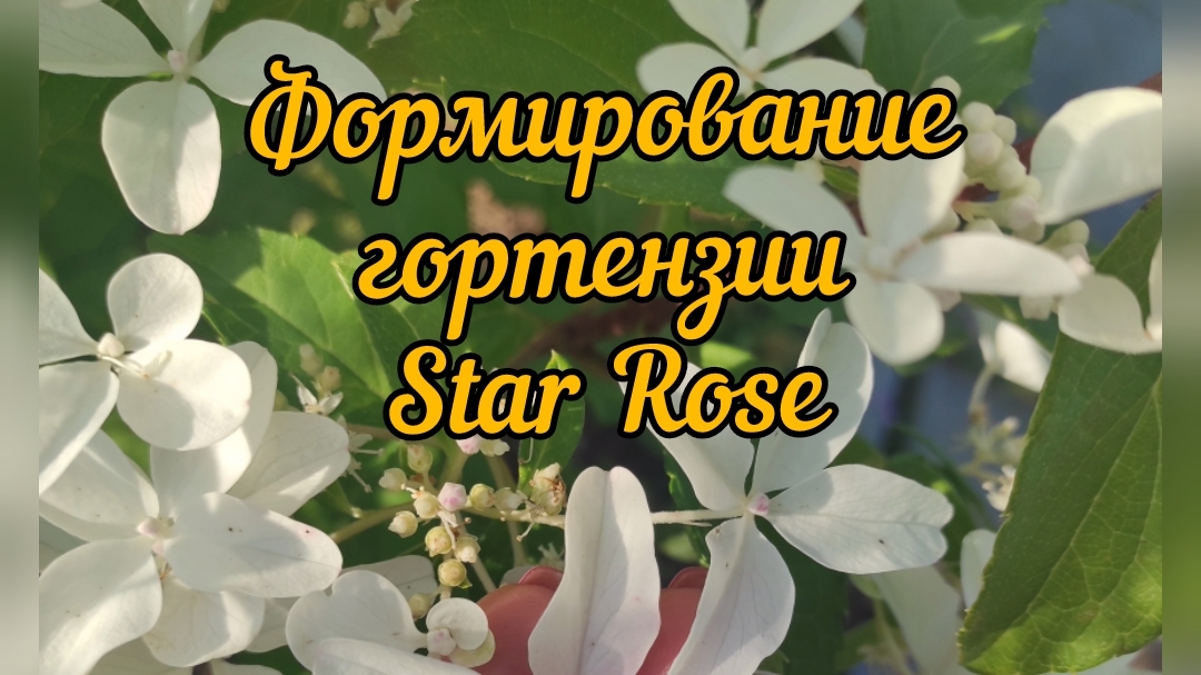 Формирующая обрезка гортензии Star Rose (Стар Роуз).