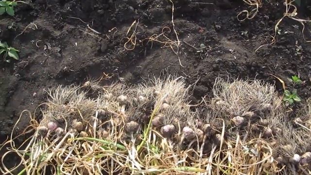 Уборка чеснока самым доступным способом.