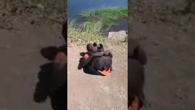 Другая анатомия...