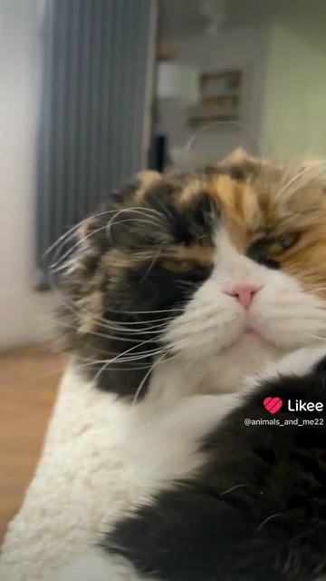 Милые котики, кошечки, котятки