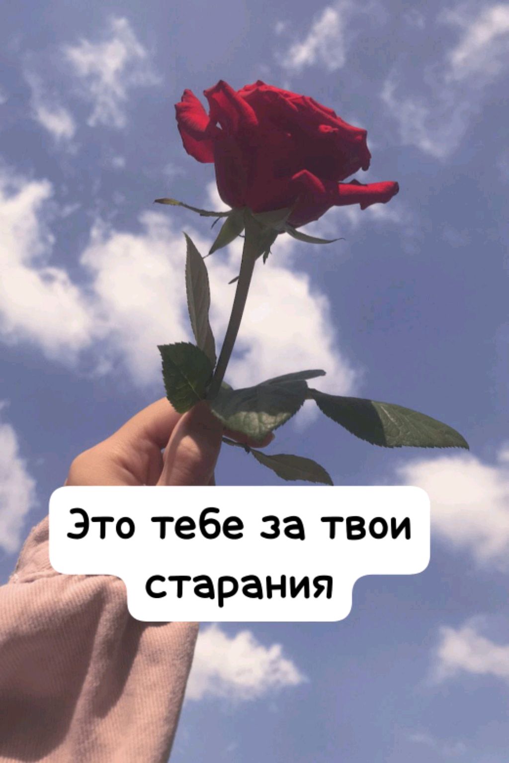 куклы