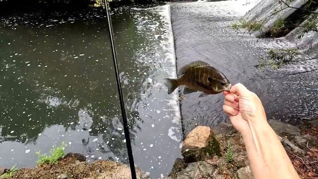 A Crappie, A Bass and A Bluegill Walk Into A Spillway