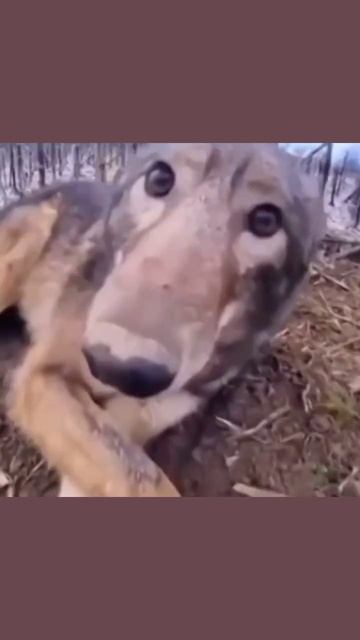 Смешавки.