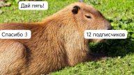 Спасибо за 12 подписчиков!