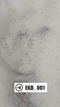 Читательница заметила в сугробе полчища странных насекомых. Живность обнаружили в Ревде