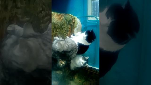 Стая