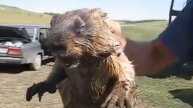 Groundhog Cry NO GOD! PLEASE NO!!! NOOOOOOOOOO