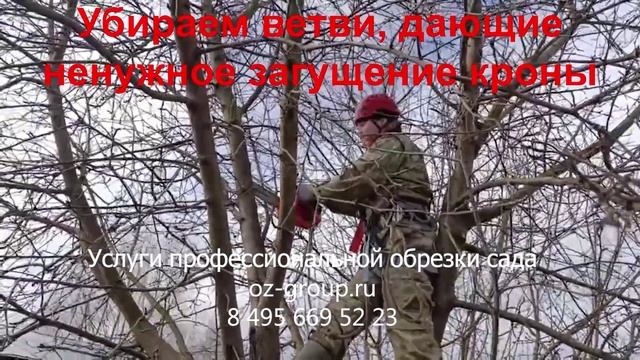 Услуги обрезки и формирования плодовых деревьев на участке. Заказать выезд агрономов по Москве и обл