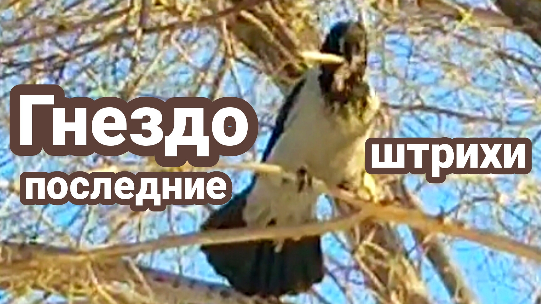ВЕСЕННИЕ хлопоты ВОРОНЫ