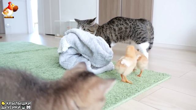 Утята и Цыплята - Кошки и котята (290) Хвостики да Усики ❣️🤗😂