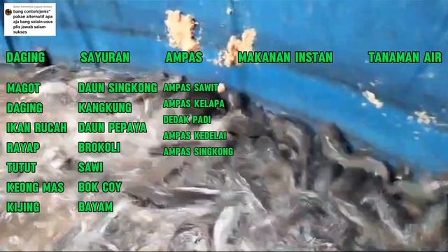 30 jenis pakan alternatif untuk ikan lele ! Saya bahas jenisnya saja, racikannya terserah kalian