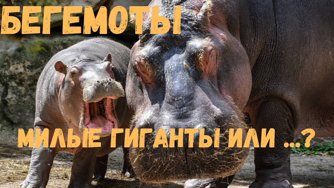 Бегемоты: Милые гиганты или самые смертоносные звери Африки?