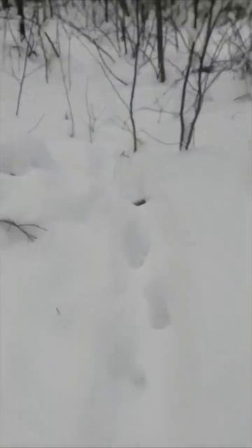 Это кто на кого охотится?🤣