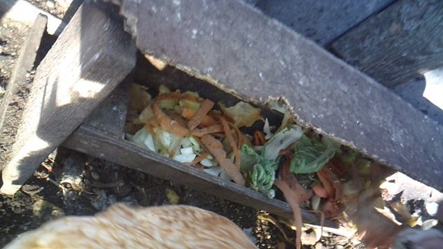 Кормление курочки 20 марта 2025