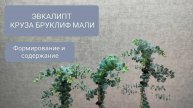 🔵ЭВКАЛИПТ КРУЗА БРУКЛИФ МАЛИ или "КНИЖНЫЙ ЛИСТ". ФОРМИРОВАНИЕ и СОДЕРЖАНИЕ.
