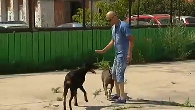Путь к гармонии с собакой