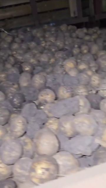 Картофель , сорт Гала