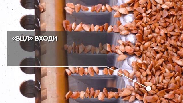 "Ванинский центр лесоводства" (короткий ролик)