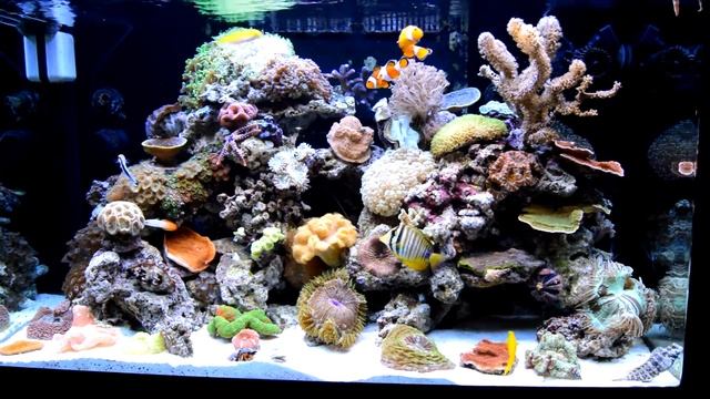 Red sea max 250