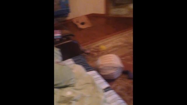 На Востоке валим боком. Кошачий дрифт