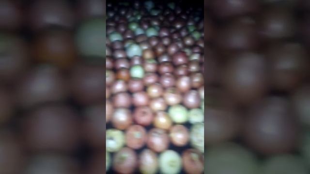 Первый опыт по выращиванию лука на перо