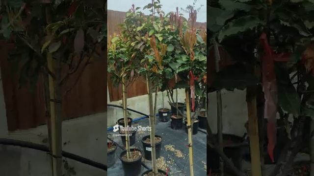 В этом году обязательно надо укрепить свой растения слишком много стресса у растений #сад #советыдля