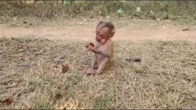 Маленькая обезьянка, которая гуляла сама по себе   1000039986.mp4