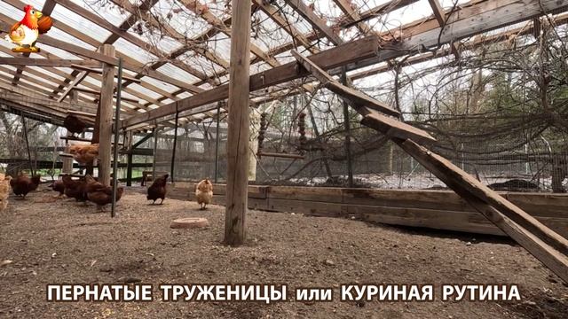 Куры несушки свободного выгула и их обычная куриная рутина – эпизод (115)