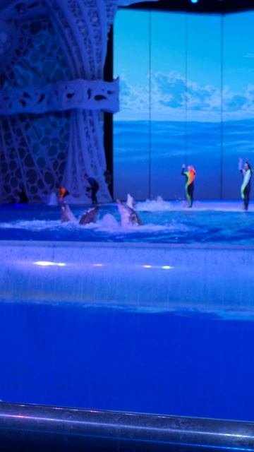Москвариум - танец дельфинов