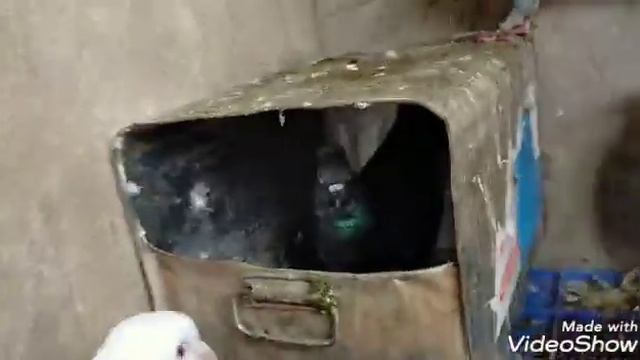 fancy pigeon black white red pigeon baby pigeon open pigeon loft