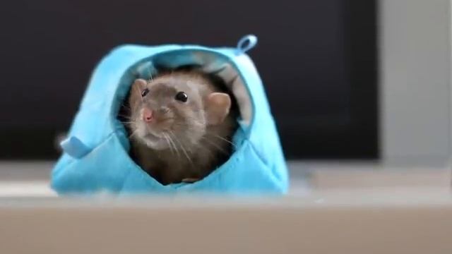 Pet Rat Grinding Teeth