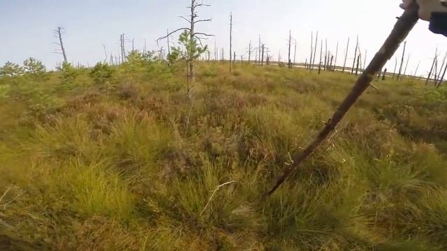 БОЛЬШОЕ МОХОВОЕ БОЛОТО
