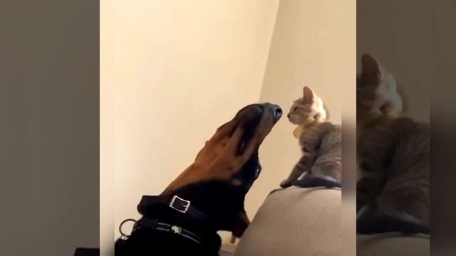 Ну дай поцелую