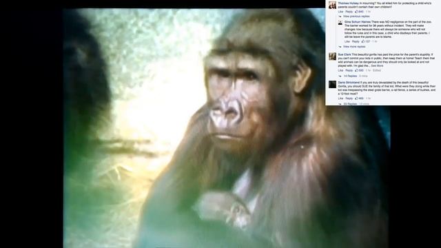 BLACK CHILD SAVED GORILLA DEAD BUT WHERE WAS WHITE OUTRAGE IN 1996 WITH WHITE CHILD’S PARE