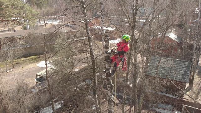 Услуги спила деревьев промышленными альпинистами / арбористами | Компания MosArboPro