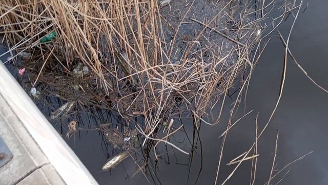 Анапа новости сегодня