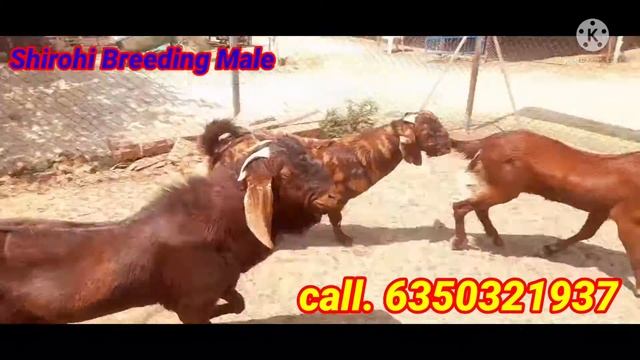 Power plus ➕  Shirohi Breeding Male call. 6350321937