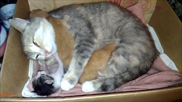 Котятам 8 дней. У котят начинают открываться глаза
