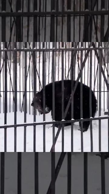 Бурая медведица Дива