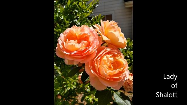 David Austin Roses I have grown