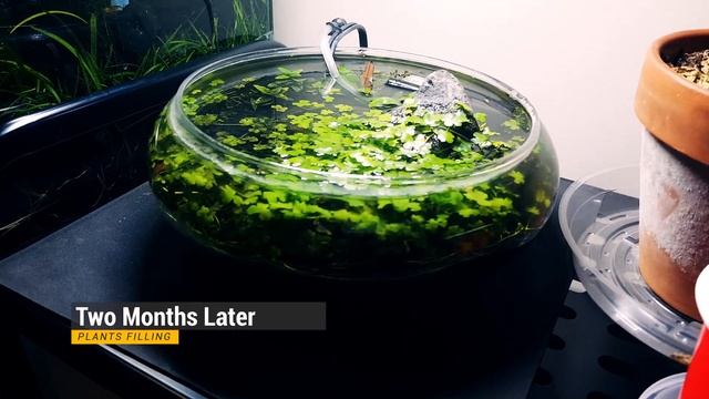 Simple Planted Aquarium Bowl Project