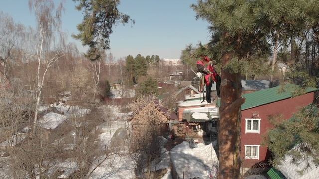 Удаление деревьев промышленными альпинистами в Московской области | Компания MosArboPro