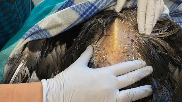 Injured in fight with rival, bald eagle awaits donor feathers before it can fly again