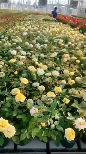 Rose rose I love you